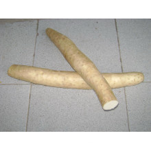 Good Delicious/Top Quality/for Global Market/New Crop Yam (5.0cm and up)